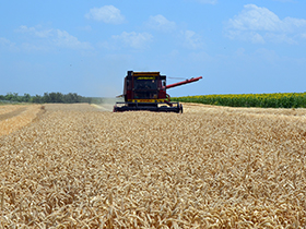 U pećinačkim atarima žetva u punom jeku 