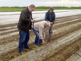 Kukuruz se oporavlja od prethodnog temperaturnog šoka