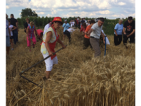 Snopovi žita, štrudla i tamburaši u Kraljevcima