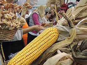 Kurzovina – od posteljine do građevinskog materijala