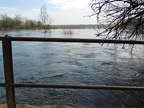 Sava od juče porasla još 10 cm
