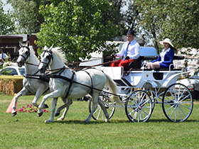 Ljubav prema konjima uslov za vrhunski rezultat
