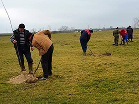1200 sadnica topola za zelenije Pećince