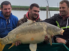 Najveći upecani šaran 14,5 kg