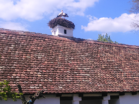 Vratile se rode na Aksentijev kućerak