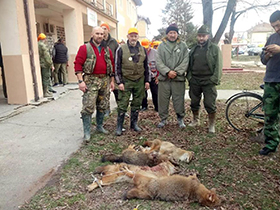 Odstreljeno 4 predatora u Ašanji