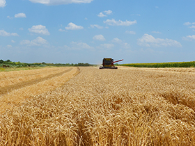 Žetva hlebnog zrna u punom jeku