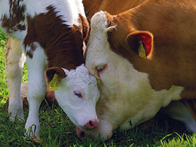 Ističe rok za predaju zahteva za podsticaje