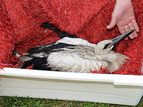 Zbrinute povređene rode 