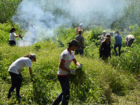 Očišćeno 70 tona organskog materijala