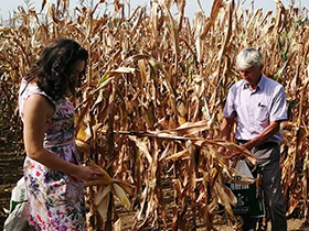 Prednost imaju domaći hibridi