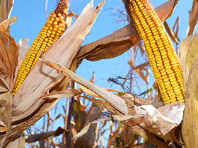 Berba kukuruza u punom jeku