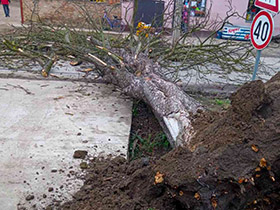 Oboreni kesten nakratko zaustavio saobraćaj