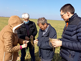 Pšenica trpi zbog velikih temperaturnih razlika