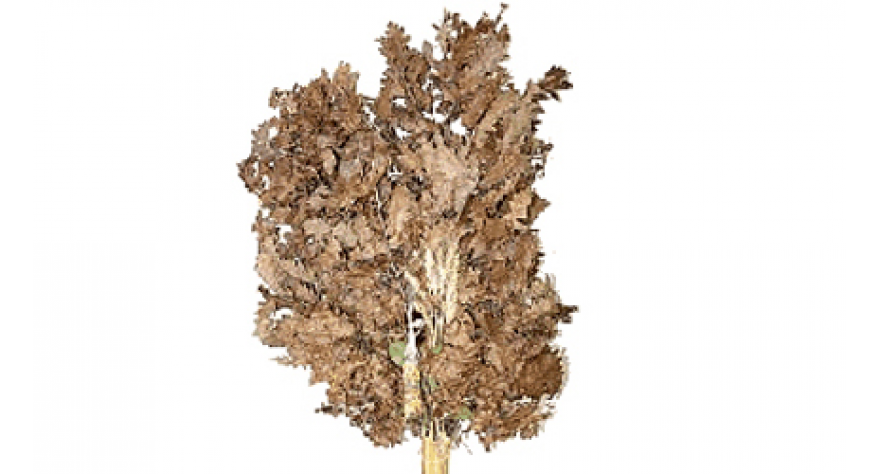 MIR BOŽJI, HRISTOS SE RODI!