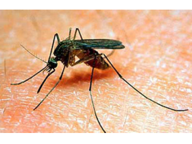 Od petka zaprašivanje komaraca u svim naseljima opštine Pećinci