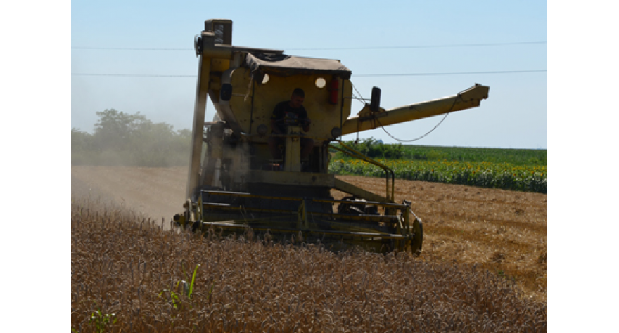Padavine ometale žetvu