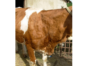 Obaveštenje povodom pojave dermatitisa kod goveda