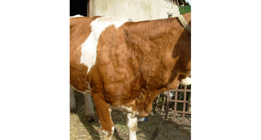 Obaveštenje povodom pojave dermatitisa kod goveda