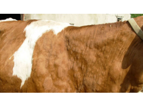 Obaveštenje o vakcinaciji protiv nodularnog dermatitisa – bolesti kvrgave kože goveda