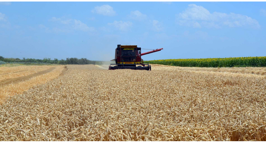 U pećinačkim atarima žetva u punom jeku 