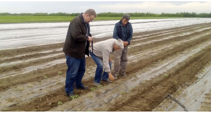 Kukuruz se oporavlja od prethodnog temperaturnog šoka