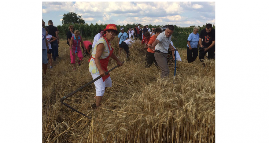 Snopovi žita, štrudla i tamburaši u Kraljevcima
