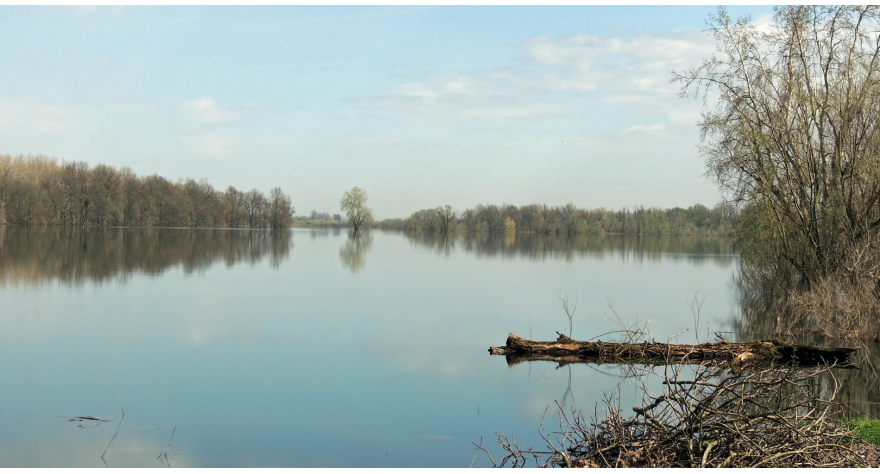 Sava još uvek ne ugrožava Kupinovo