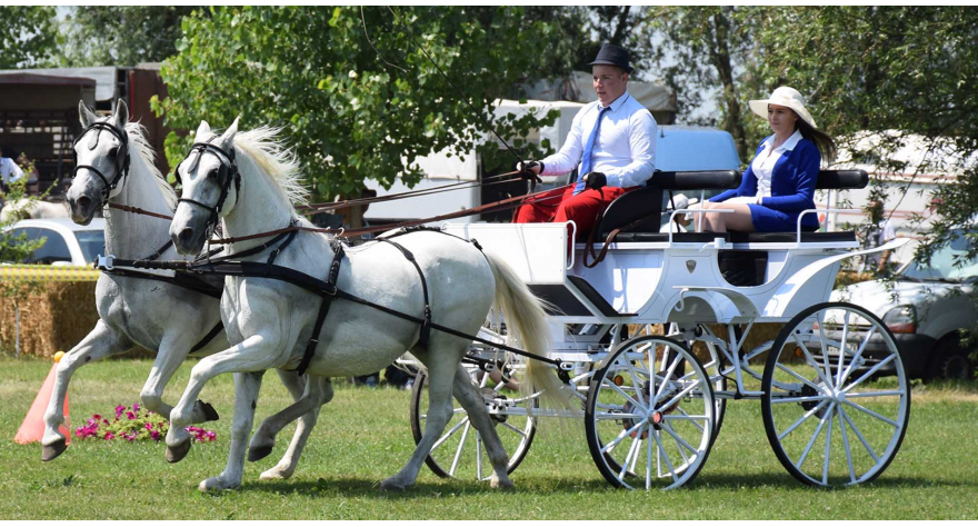 Ljubav prema konjima uslov za vrhunski rezultat