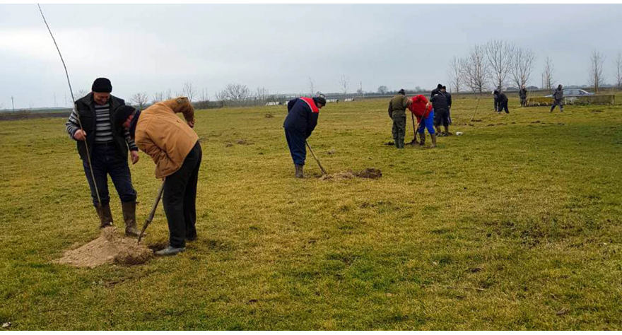 1200 sadnica topola za zelenije Pećince