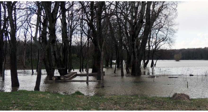 Sava ne ugrožava Kupinovo