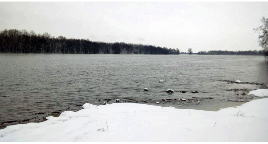 Sava u porastu 12 cm