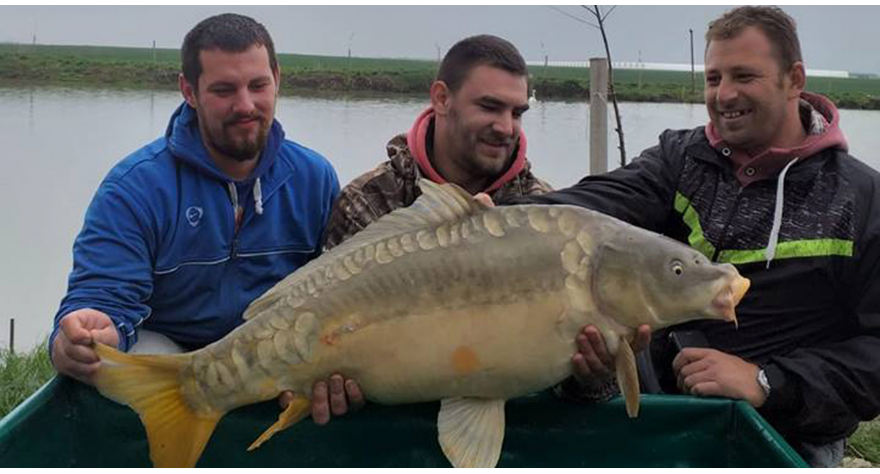 Najveći upecani šaran 14,5 kg