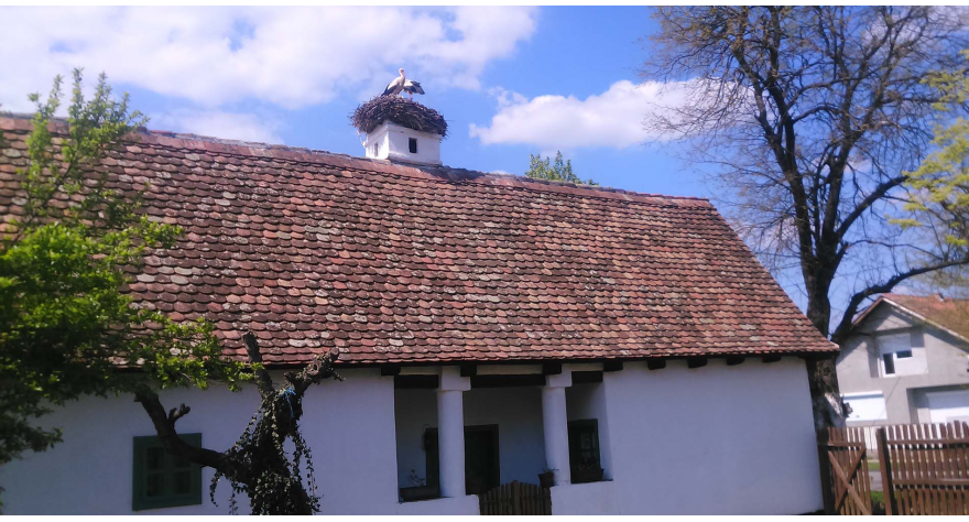 Vratile se rode na Aksentijev kućerak