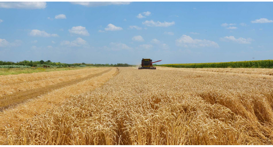 Žetva hlebnog zrna u punom jeku