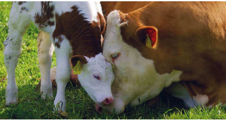 Ističe rok za predaju zahteva za podsticaje