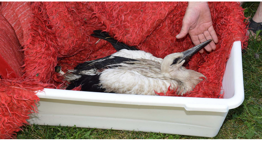 Zbrinute povređene rode 