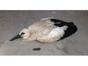 Povređeno drugo mladunče