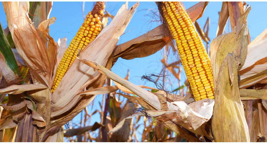 Berba kukuruza u punom jeku