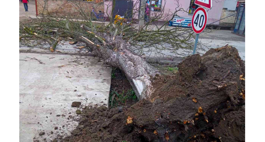 Oboreni kesten nakratko zaustavio saobraćaj
